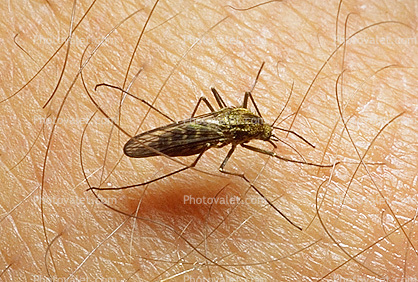 Mosquito, BIG and BAD and Thirsty, Human Skin Texture, Hair, Alaska