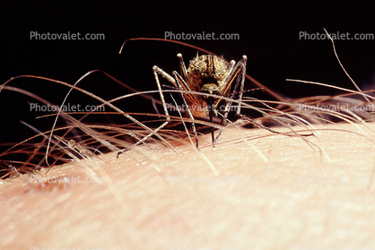 Mosquito, BIG and BAD and Thirsty, She's diggin in, Human Skin Texture, Hair, Alaska