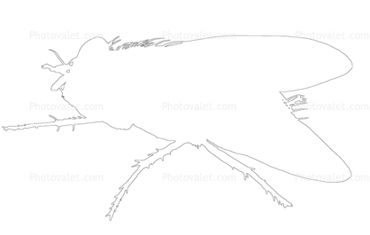 Fly outline, line drawing, shape