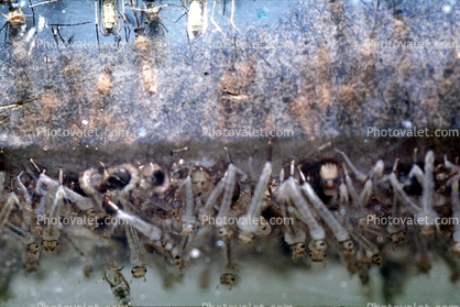 Mosquito Larvae Breathing  Underwater