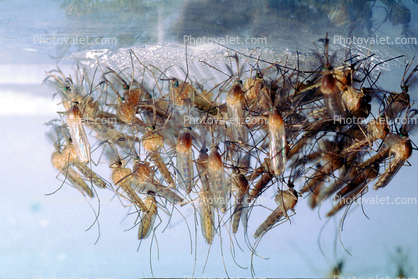 Mosquito Larvae Underwater