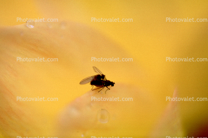 Mating Flies, Flower Petal