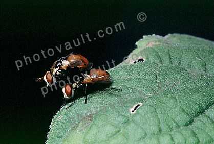 Mating Flies, Procreating, humping, Leaf, Wings