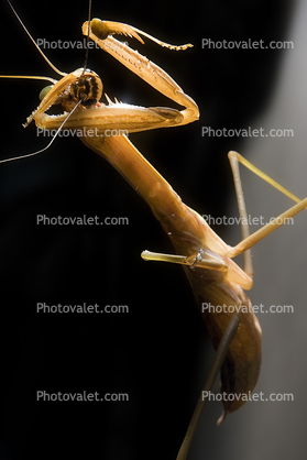 Chinese Mantid, (Tenodera aridifolia chinensis), Mantis, Mantodea, Mantidae