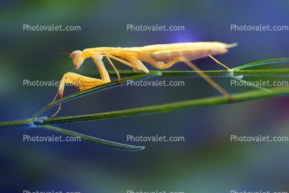 Praying Mantis, Biomimicry