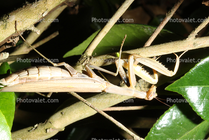 Praying Mantis, Mantodea, Neoptera, Dictyoptera