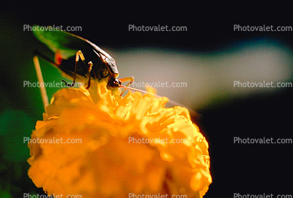 Grasshopper on a Flower