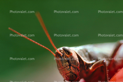Scary Grasshopper Face, Antennas