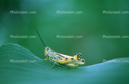 Grasshopper, Fada N'Gourma