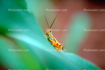 Grasshopper, Africa, Fada N'Gourma
