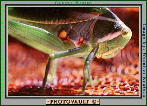 Grasshopper, Cancun, Mexico