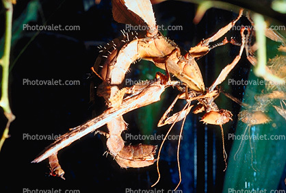 Macleay's Spectre Walkingstick, (Extatosoma tiaratum), Phasmatodea, Phasmatidae, Extatosomatinae, Phasmid, Australian, Biomimicry