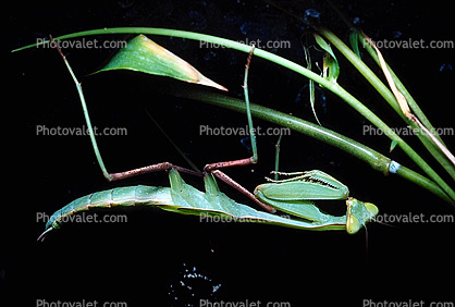 Sri Lanka Mantis (Hierodula membranacea), Pterygota, Neoptera, Dictyoptera, Leaf Insect, Mantid, Biomimicry