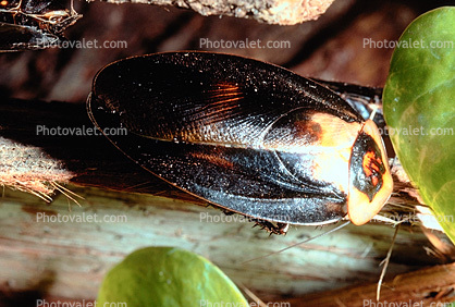 Trinidad Wood Cockroach, Blaberus sp