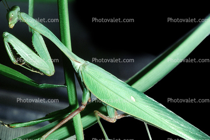 Sri Lanka Mantis, (Hierodula membranacea), Pterygota, Neoptera, Dictyoptera, Leaf Insect, Mantid, Biomimicry