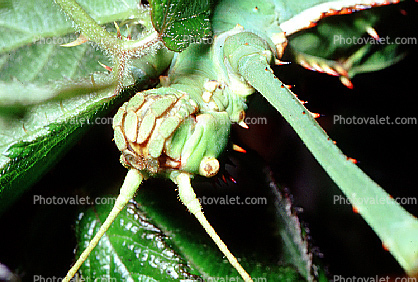 Thorny Phasmid, (Heteropteryx dilatata), Phasmatodea, Leaf Insect, Biomimicry