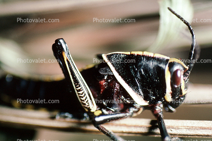 Horse Lubber Grasshopper, (Taeniopoda eques)