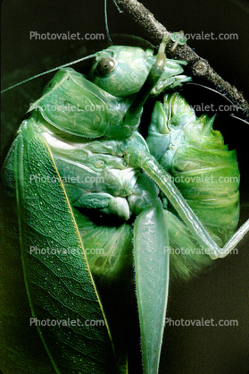 Greater Angle-wing Katydid, (Microcentrum rhombifolium), Ensifera, Tettigonioidea, Tettigoniidae, Angular-Winged Katydid, Biomimicry