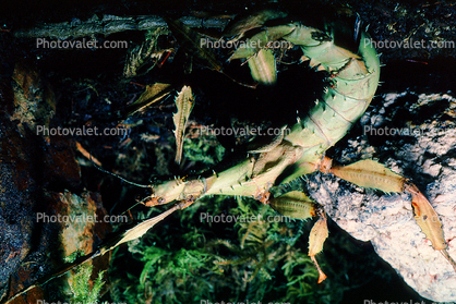 Macleay's Spectre Walkingstick, (Extatosoma tiaratum), Phasmid, Phasmatodea, Phasmatidae, Extatosomatinae, Biomimicry