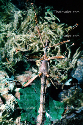 Macleay's Spectre Walkingstick, (Extatosoma tiaratum), Phasmid, Phasmatodea, Phasmatidae, Extatosomatinae, Biomimicry