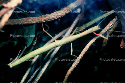 Walking Stick, , BiomimicryExtatosomatinae
