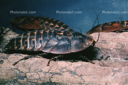 Death's Head Cockroach (Blaberus giganteus)