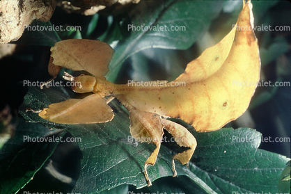 Phasmid, Phasmatodea, Phasmatidae, Leaf Insect