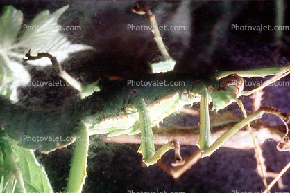 Thorny Phasmid, (Heteropteryx dilatata), Phasmatodea, Leaf Insect
