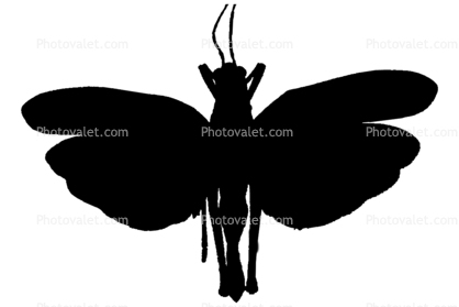 Katydid Silhouette, logo, shape