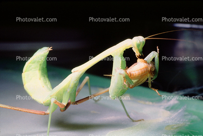 Praying Mantis, Mantodea, Neoptera, Dictyoptera, Mantodea, Biomimicry