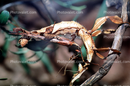 Macleay's Spectre, Spiney Stick Insect, (Extatbsoma tiaratum), Phasmatodea, Phasmatidae, Extatosomatinae, Leaf 