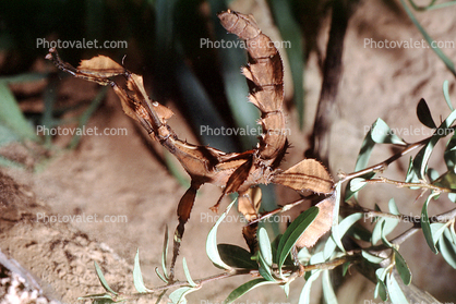 Macleay's Spectre, Spiney Stick Insect, (Extatbsoma tiaratum), Phasmatodea, Phasmatidae, Extatosomatinae, Leaf 