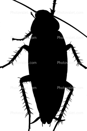 American Cockroach Silhouette, logo, shape