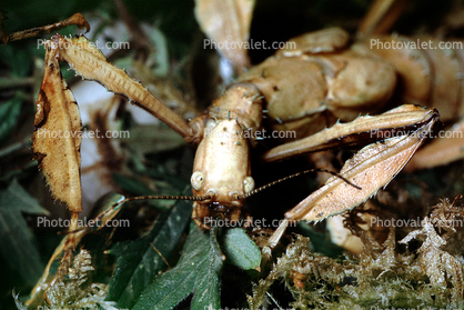 Australian Stick Insect, Macleay's Spectre