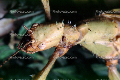 Australian Stick Insect, Macleay's Spectre