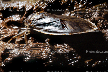 Giant Shield-back Katydid, (Psilodectes haldmani)