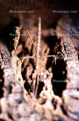 Vietnamese Stick Insect, (Baculum extradentatum), Phasmid