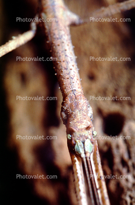 Vietnamese Stick Insect, (Baculum extradentatum)