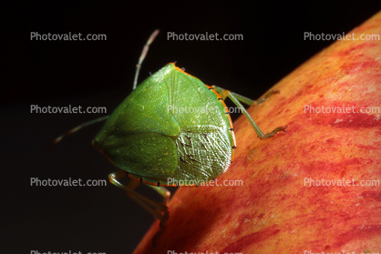 (Nezara viridula) Southern Green Stink Bug, Heteroptera, Pentatomoidea, Pentatomidae