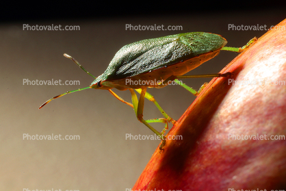 Southern Green Stink Bug, (Nezara viridula), Heteroptera, Pentatomoidea, Pentatomidae