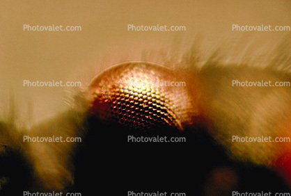 Eye of Mikweed Bug
