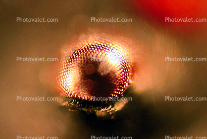 Eye of Mikweed Bug