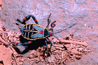 Colorful Bug, Tepoztlan, Morelos, Mexico