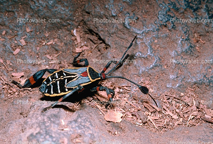 Colorful Bug, Tepoztlan, Morelos, Mexico