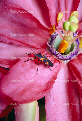 Milkweed Bug