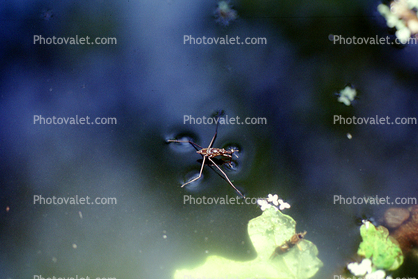 Water Strider, Pond, Water, Heteroptera, Gerromorpha, Gerridae
