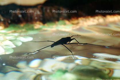 Water Strider, Pond, Water, Petaluma California, Heteroptera, Gerromorpha, Gerridae