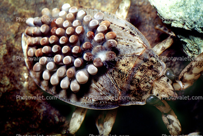 Giant Water Bug with eggs, Male