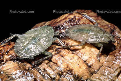 Giant Water Bug, Abedus sp