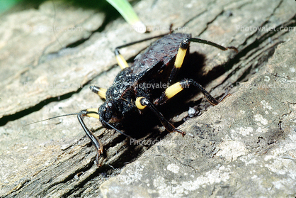 White-eyed Assasin Bug, (Platymeris biguttatus), Reduviidae